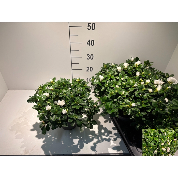 <h4>RHODO SI WITTE VOGEL</h4>