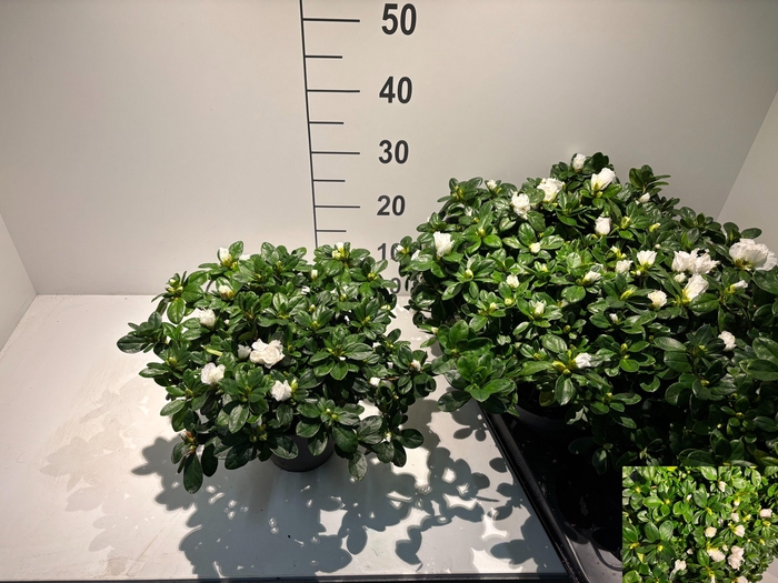 <h4>RHODO SI WITTE VOGEL</h4>