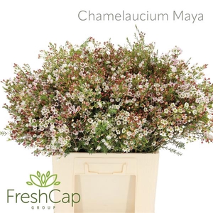 Chamelaucium Maya