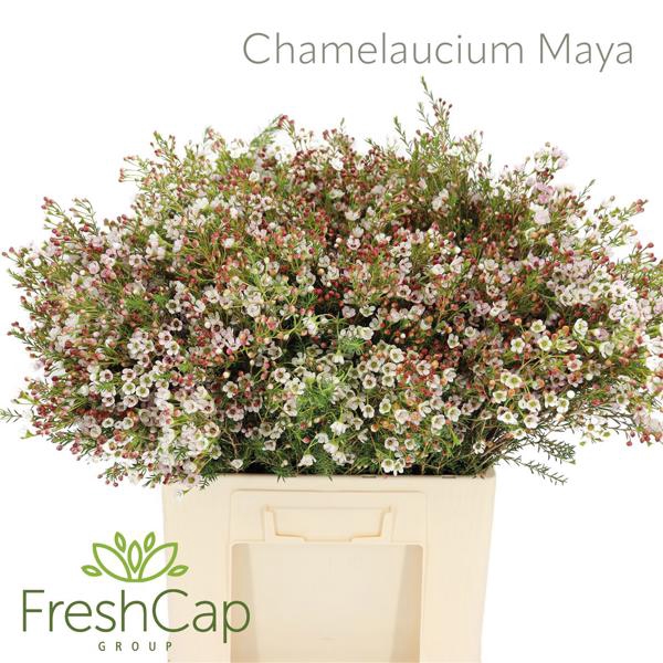 <h4>Chamelaucium Maya</h4>