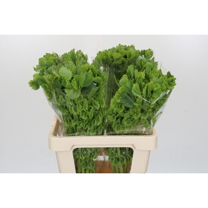 Moluccella Laevis