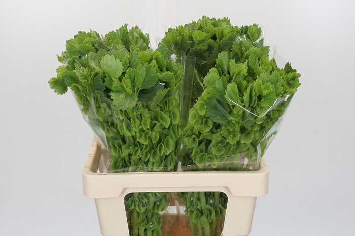 <h4>Moluccella Laevis</h4>