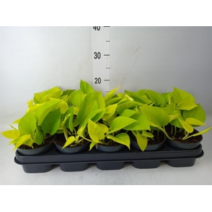 Epipremnum pinn. 'Golden Pothos'