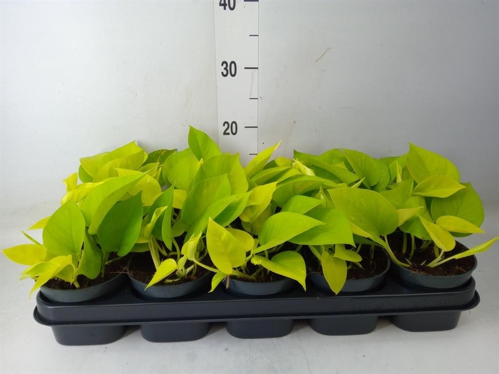 <h4>Epipremnum pinn. 'Golden Pothos'</h4>