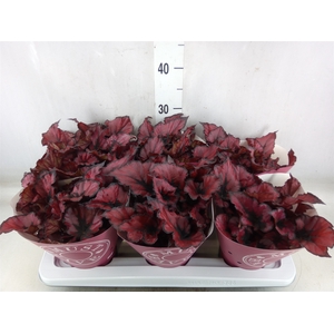 Begonia BD 'Kohala Red'
