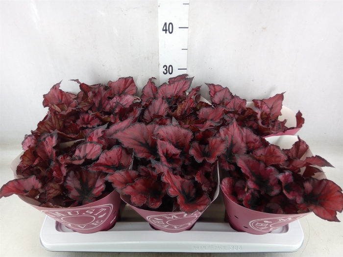 <h4>Begonia BD 'Kohala Red'</h4>