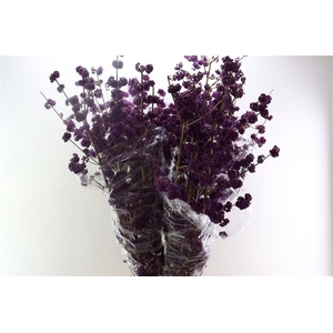 Callicarpa Bod Profusion
