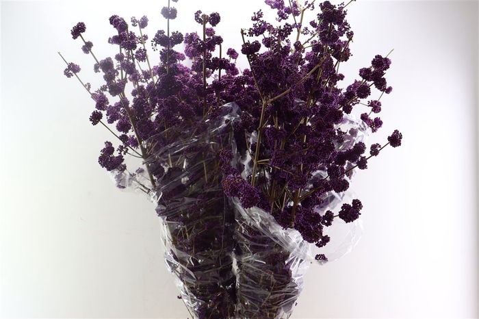 <h4>Callicarpa Bod Profusion</h4>