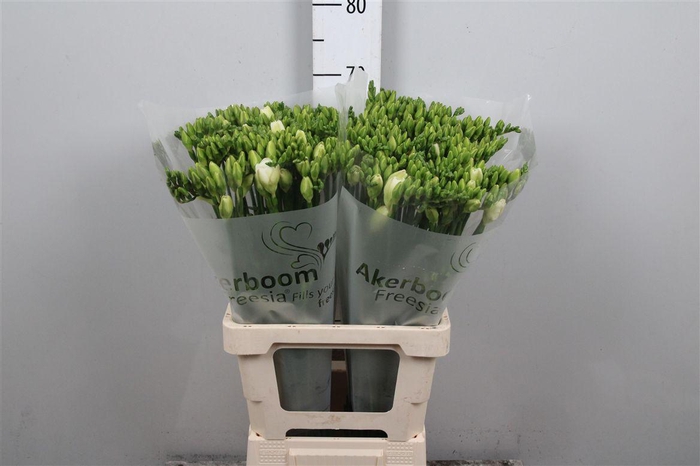 <h4>Fr Du Versailles</h4>