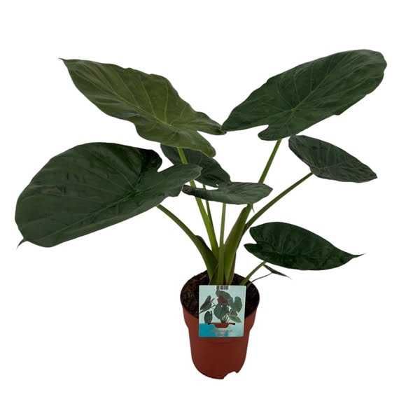 <h4>Alocasia Wentii</h4>