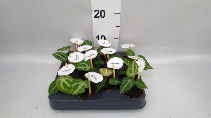 <h4>Anthurium ...</h4>