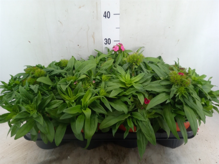 <h4>Dianthus   ...</h4>