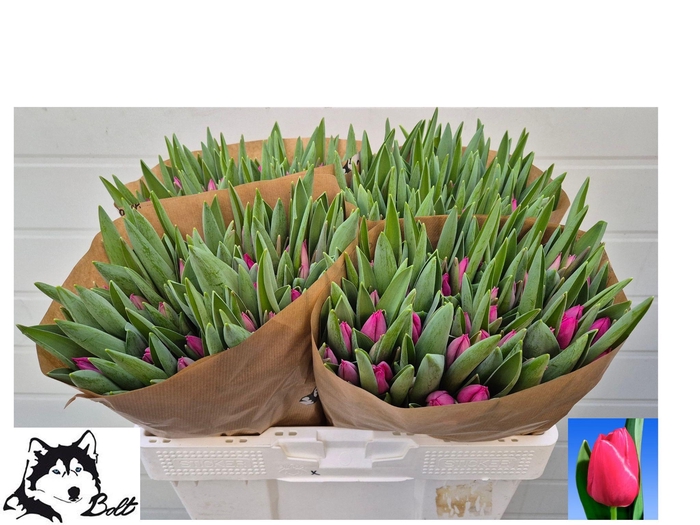 <h4>TU EN PINK ARDOUR</h4>