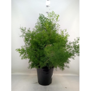 Asparagus umbellatus