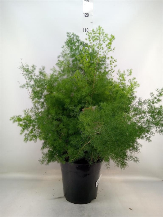 <h4>Asparagus umbellatus</h4>