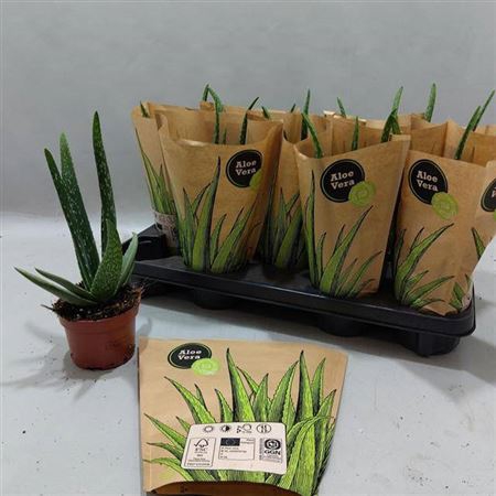 <h4>Aloe Vera</h4>