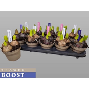 HYACIN PEAR GEM 4 KL