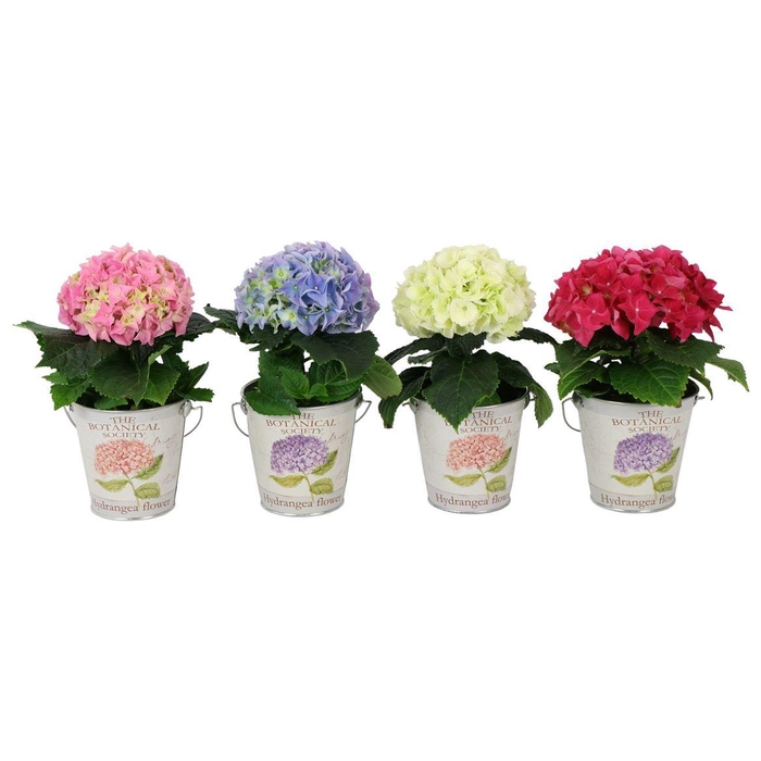 <h4>Hydrangea 9cm Mix 1 Bloem In Metal Bucket</h4>