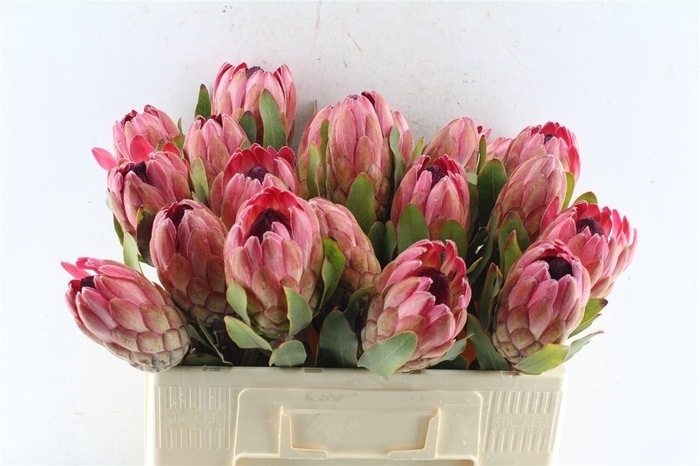 <h4>Protea Sylvia</h4>