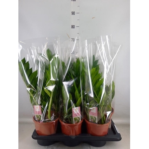 Zamioculcas zamiifolia 'Pixie'