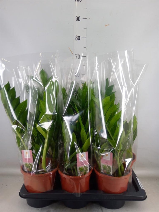 <h4>Zamioculcas zamiifolia 'Pixie'</h4>