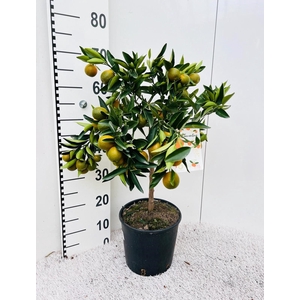 Citrus reticulata KuCle on stem