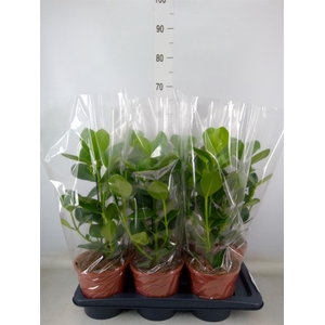 Clusia rosea 'Princess'