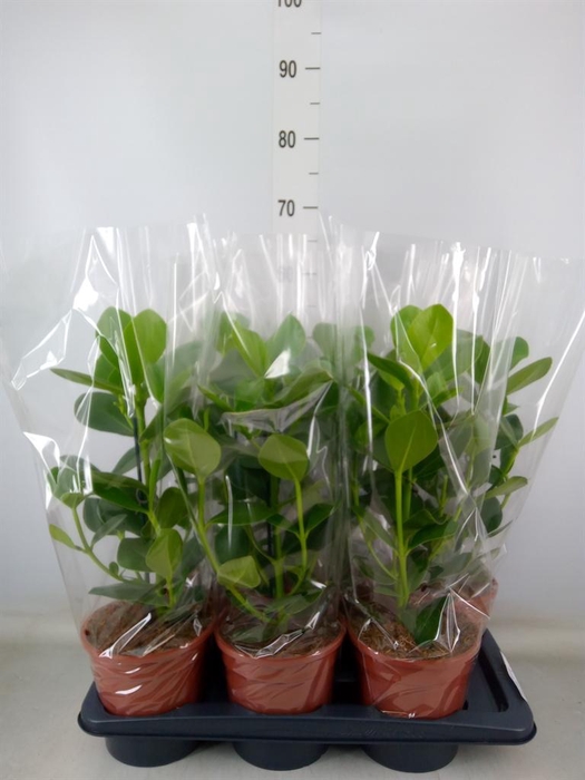 <h4>Clusia rosea 'Princess'</h4>