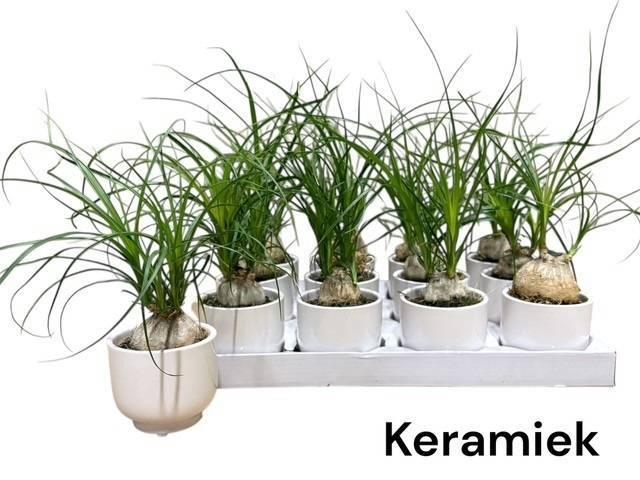 <h4>BEAUCARNEA RECUR</h4>