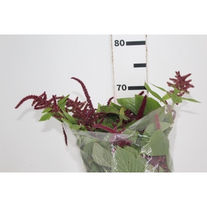 AMARANTHUS VINHO