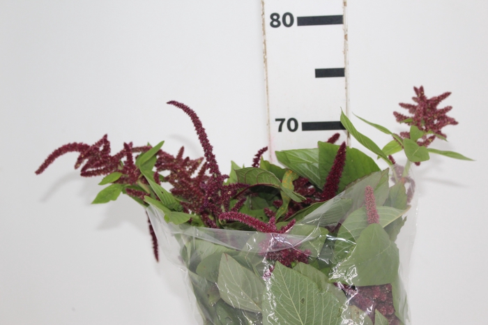 <h4>AMARANTHUS VINHO</h4>
