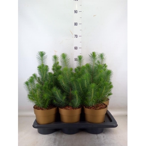 Pinus pinea 'Silver Crest'
