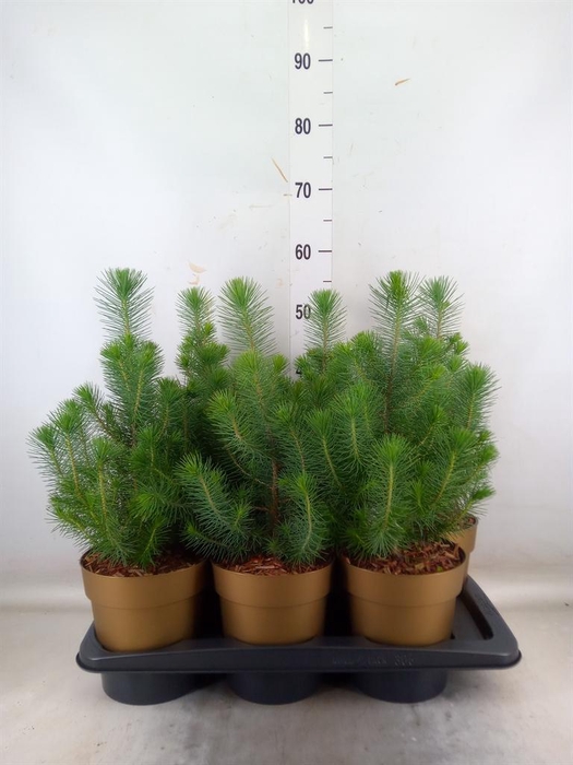 <h4>Pinus pinea 'Silver Crest'</h4>