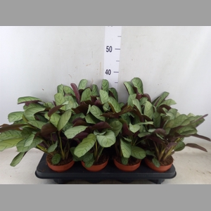 Ctenanthe burle-marxii 'Amagris'