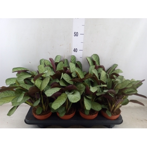 Ctenanthe burle-marxii 'Amagris'