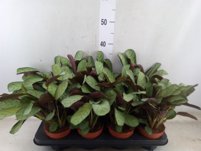 <h4>Ctenanthe burle-marxii 'Amagris'</h4>