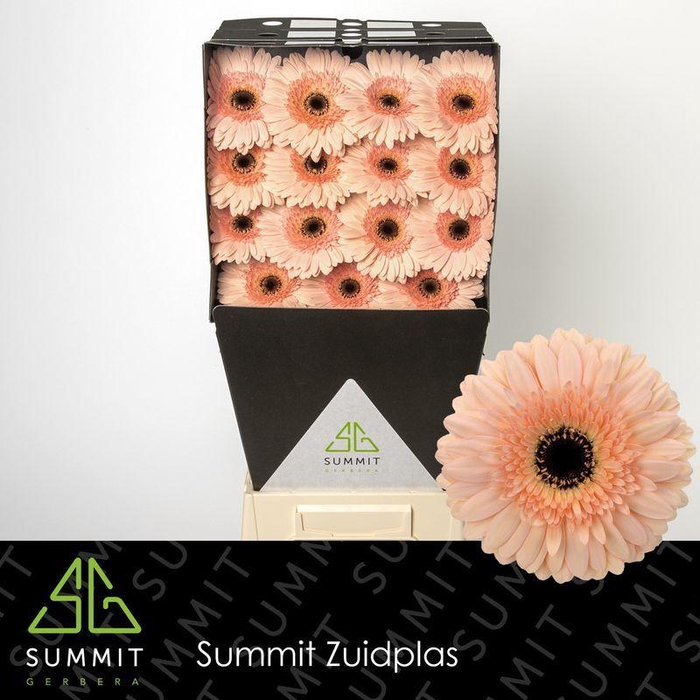 <h4>Gerbera Cafe del Mar Diamond</h4>