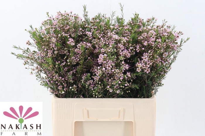 <h4>CHAME UN EARLY NIR</h4>