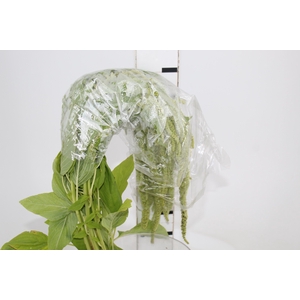 AMARANTHUS VERDE