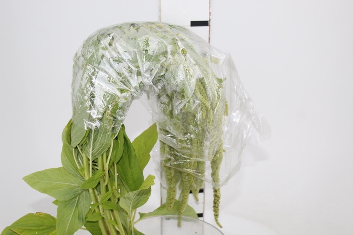 <h4>AMARANTHUS VERDE</h4>