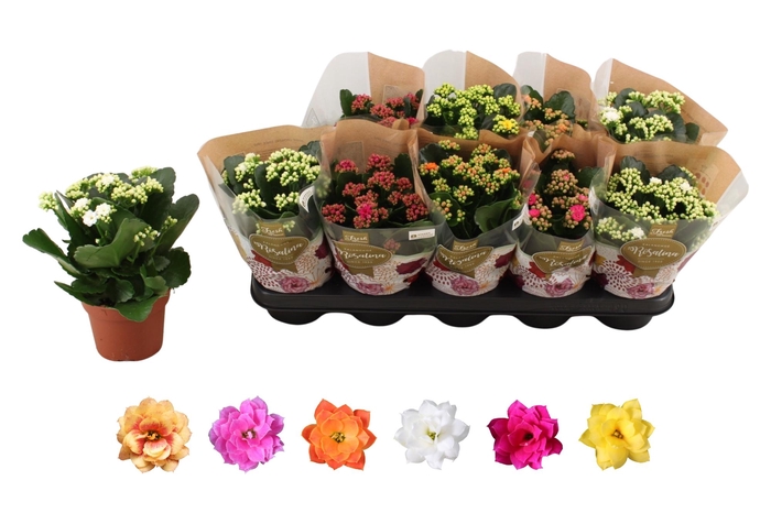 <h4>KAL GE RO GEM 6 KL</h4>