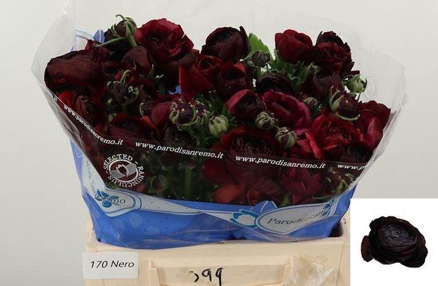 <h4>RAN SU NERONE</h4>