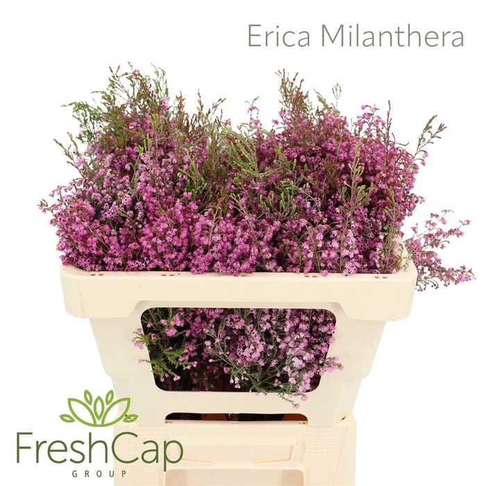 <h4>Erica Milanthera</h4>