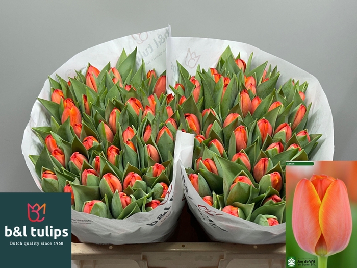 <h4>TU EN AD REM</h4>