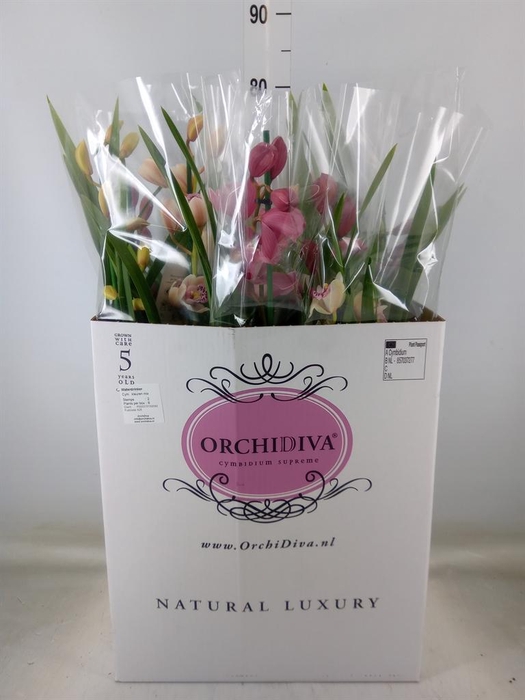 <h4>Cymbidium   ...mix</h4>