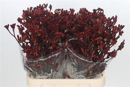 <h4>Anigoz Early Spring</h4>