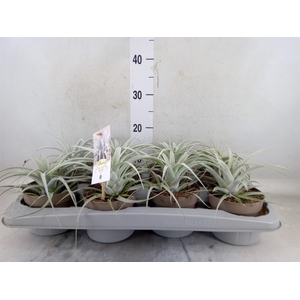 Tillandsia xerographica
