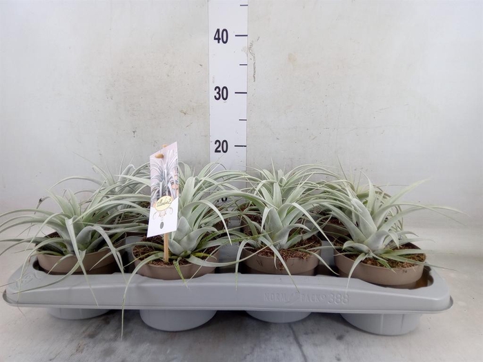 <h4>Tillandsia xerographica</h4>
