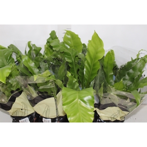 ASPLENIUM VARIADO P14