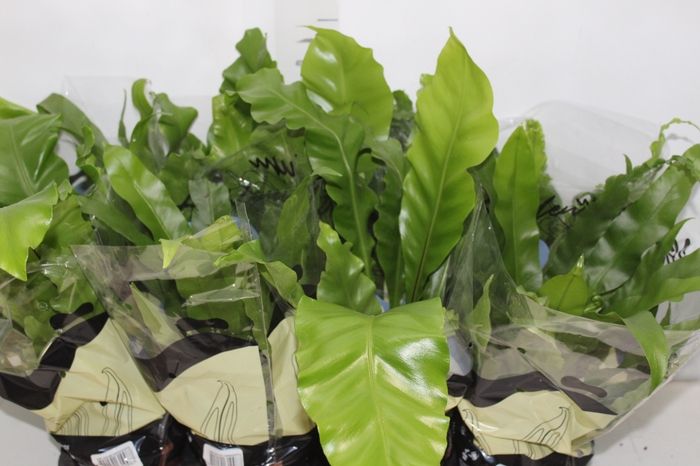 <h4>ASPLENIUM VARIADO P14</h4>